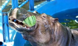 吃瓜动物视频下载免费,轻松获取海量趣味内容